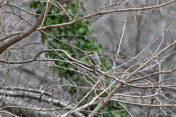 Bull-headed Shrike 滋賀県長浜市 Fri, 2/23/2024