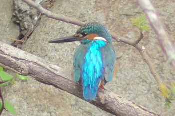 Common Kingfisher 航空公園 Fri, 4/12/2024