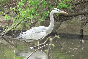 Grey Heron 航空公園 Fri, 4/12/2024