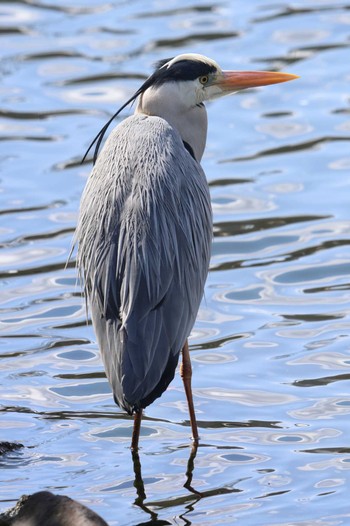 Grey Heron Osaka castle park Sun, 3/10/2024