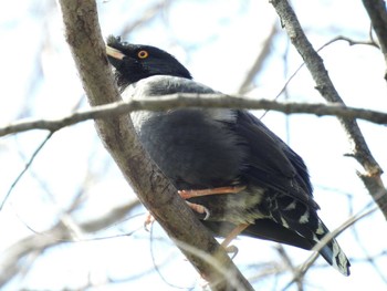 Crested Myna 黒田川 Fri, 4/12/2024