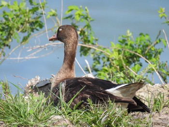 Greater White-fronted Goose 淀川河川公園 Fri, 4/12/2024