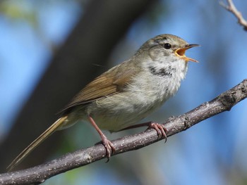 Japanese Bush Warbler 天野川 Fri, 4/12/2024