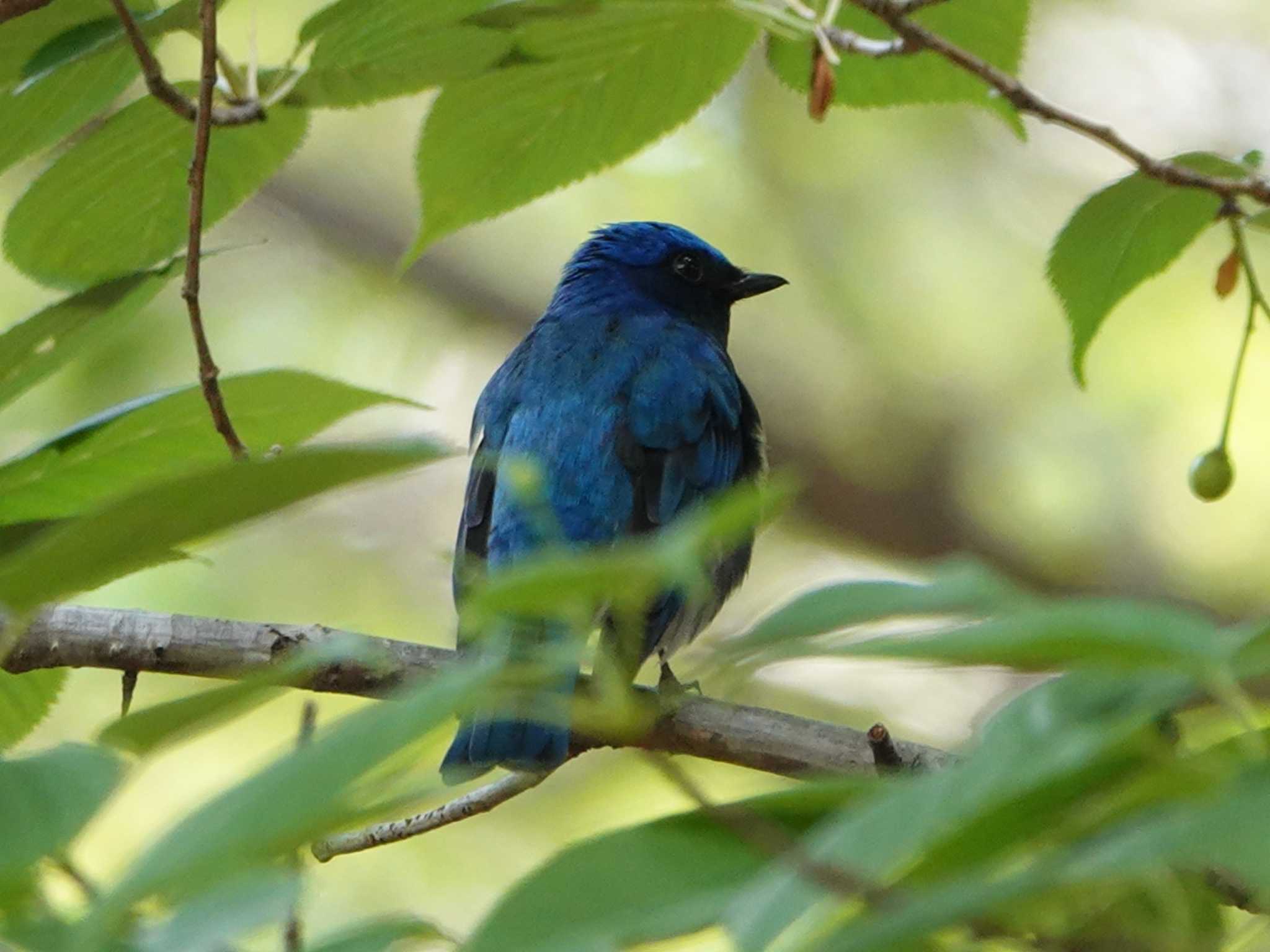 Photo of Blue-and-white Flycatcher at 稲佐山公園 by M Yama