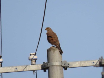 Grey-faced Buzzard 宮城県栗原市 Sun, 4/7/2024