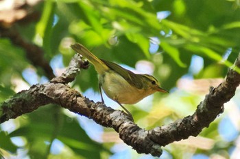 Sulphur-breasted Warbler ベトナム Sat, 3/30/2024