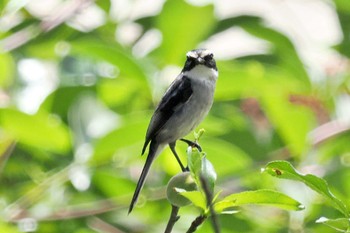 Grey Bush Chat ベトナム Sat, 3/30/2024