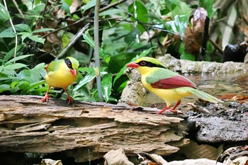 Indochinese Green Magpie ベトナム Mon, 4/1/2024