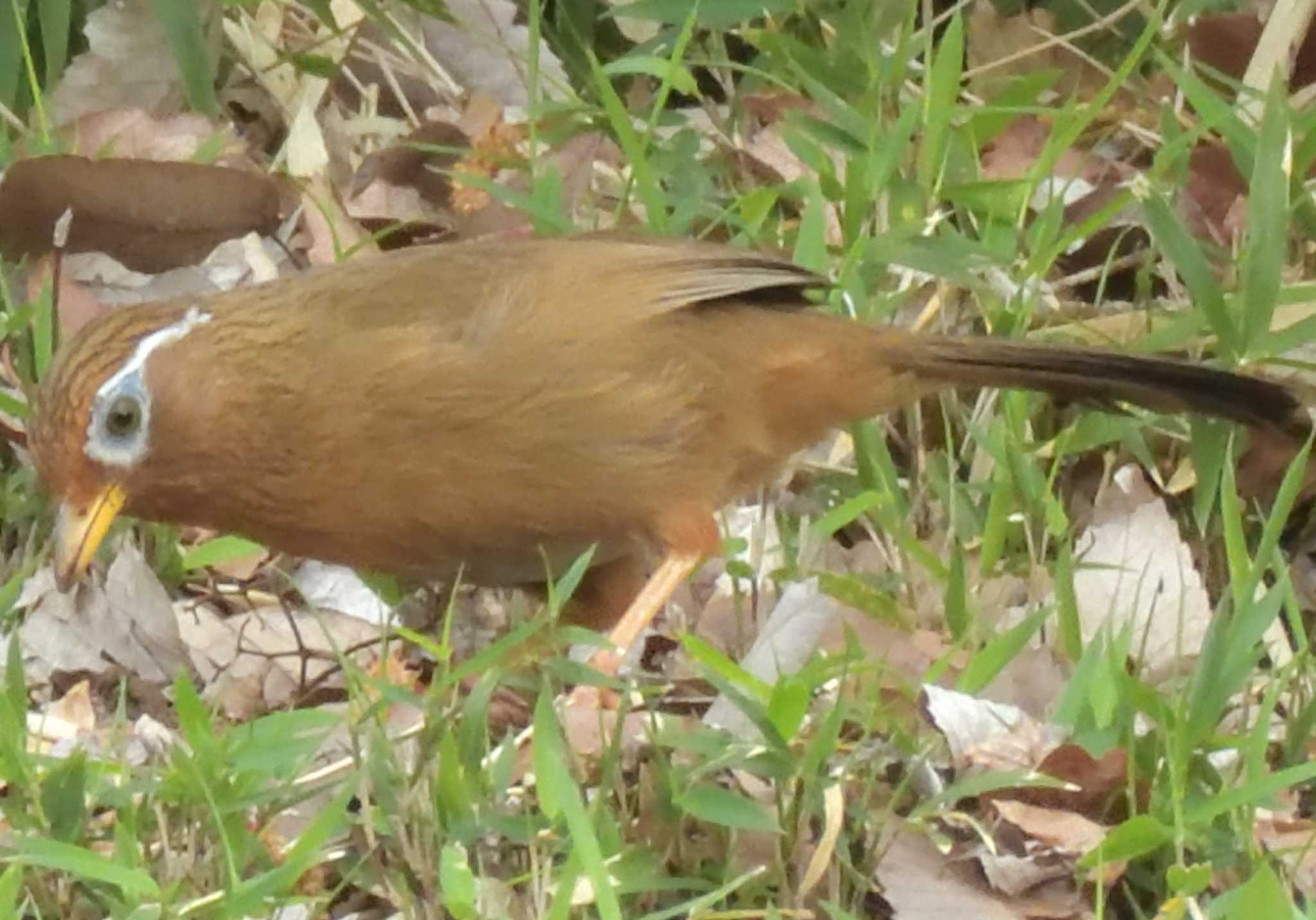 ガビチョウ