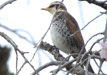 Dusky Thrush 生田緑地 Fri, 4/12/2024