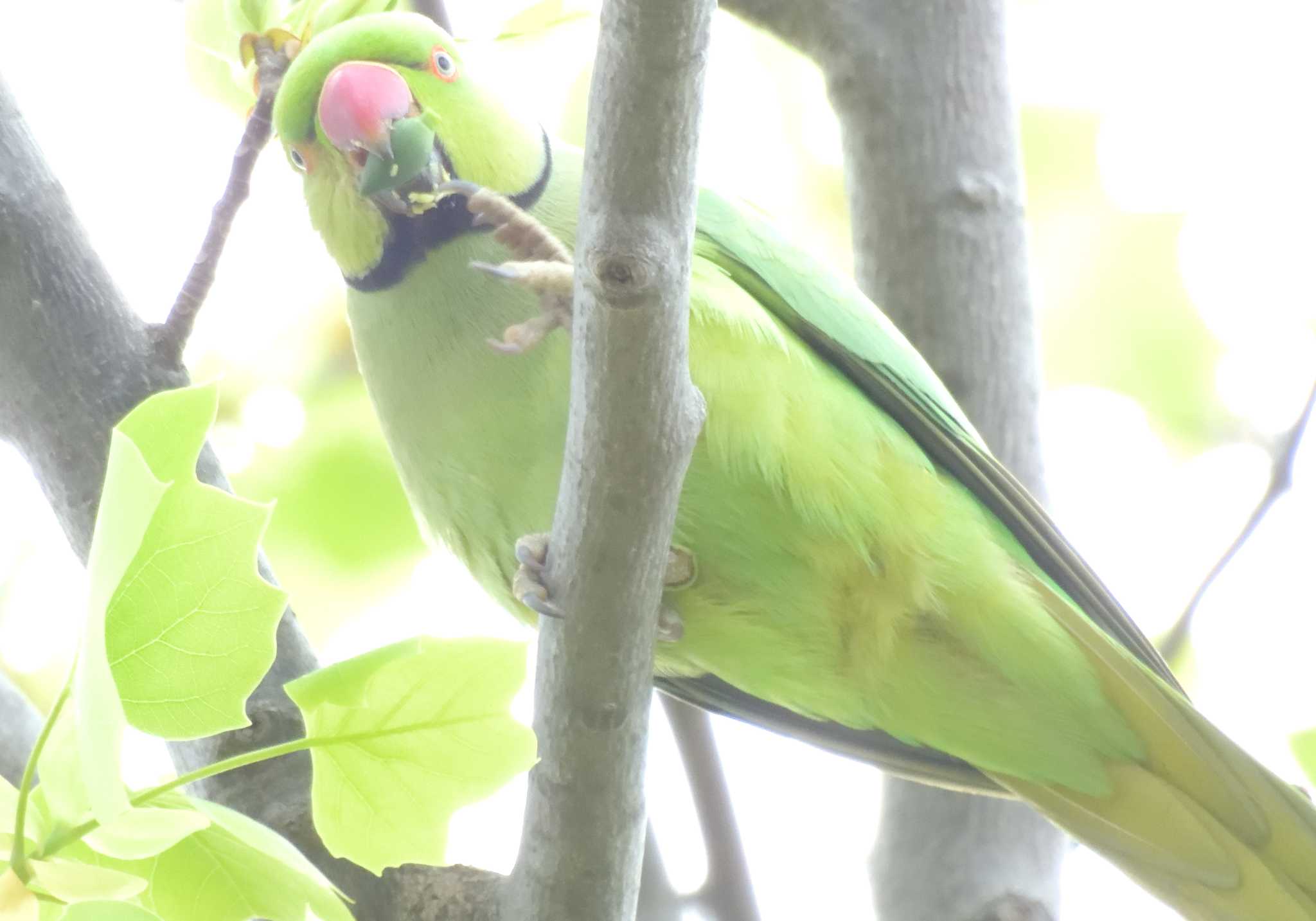 Indian Rose-necked Parakeet