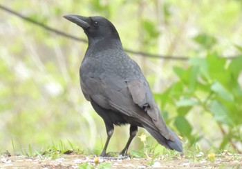 ハシボソガラス 生田緑地 2024年4月12日(金)