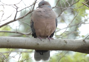 Oriental Turtle Dove 生田緑地 Fri, 4/12/2024