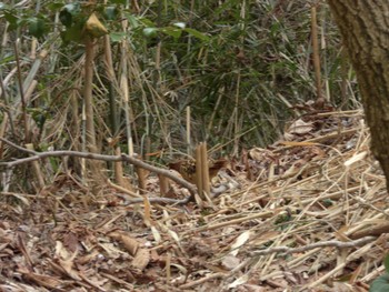 Chinese Bamboo Partridge 生田緑地 Fri, 4/12/2024