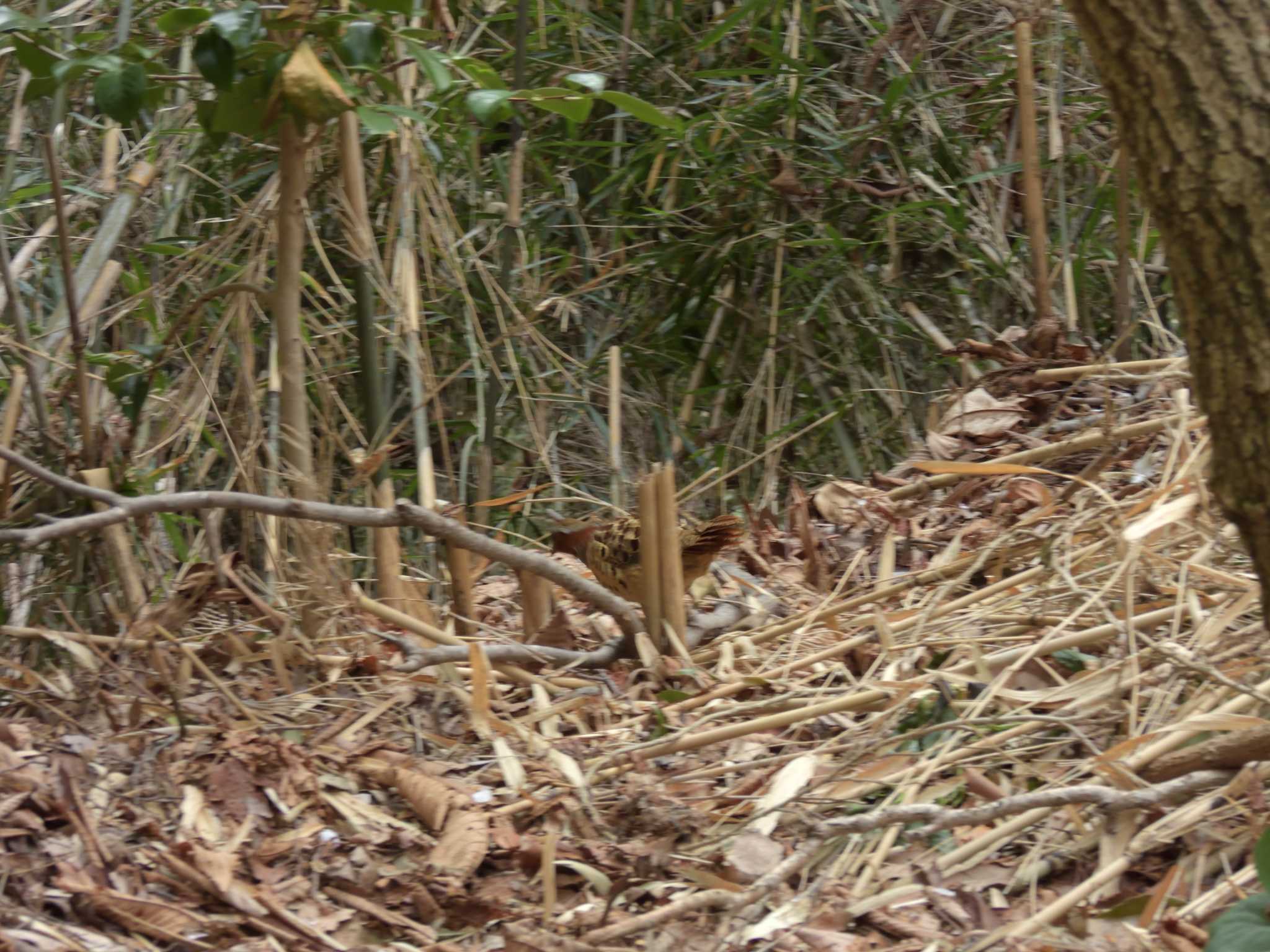 Chinese Bamboo Partridge