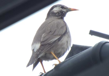 2024年4月12日(金) 二ヶ領用水の野鳥観察記録