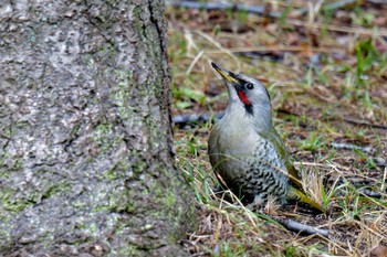 Japanese Green Woodpecker Kodomo Shizen Park Sun, 3/24/2024