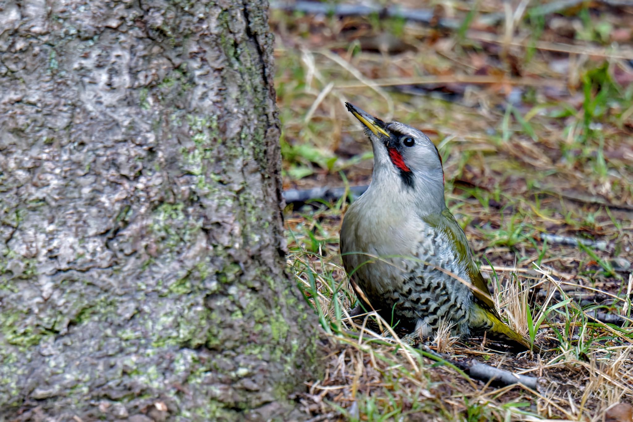 こども自然公園 (大池公園/横浜市) アオゲラの写真 by アポちん