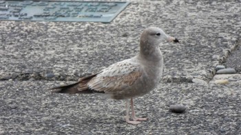 Black-tailed Gull 日御碕神社 Tue, 4/9/2024