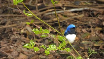 Blue-and-white Flycatcher 島根清水寺 Wed, 4/10/2024