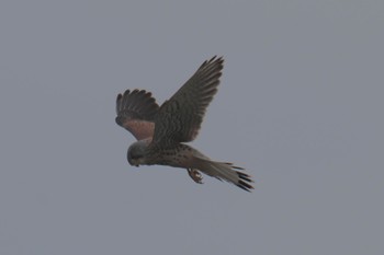 Common Kestrel 恩田川(小山町付近) Fri, 4/12/2024