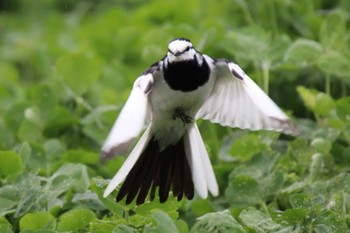 White Wagtail 恩田川(小山町付近) Fri, 4/12/2024