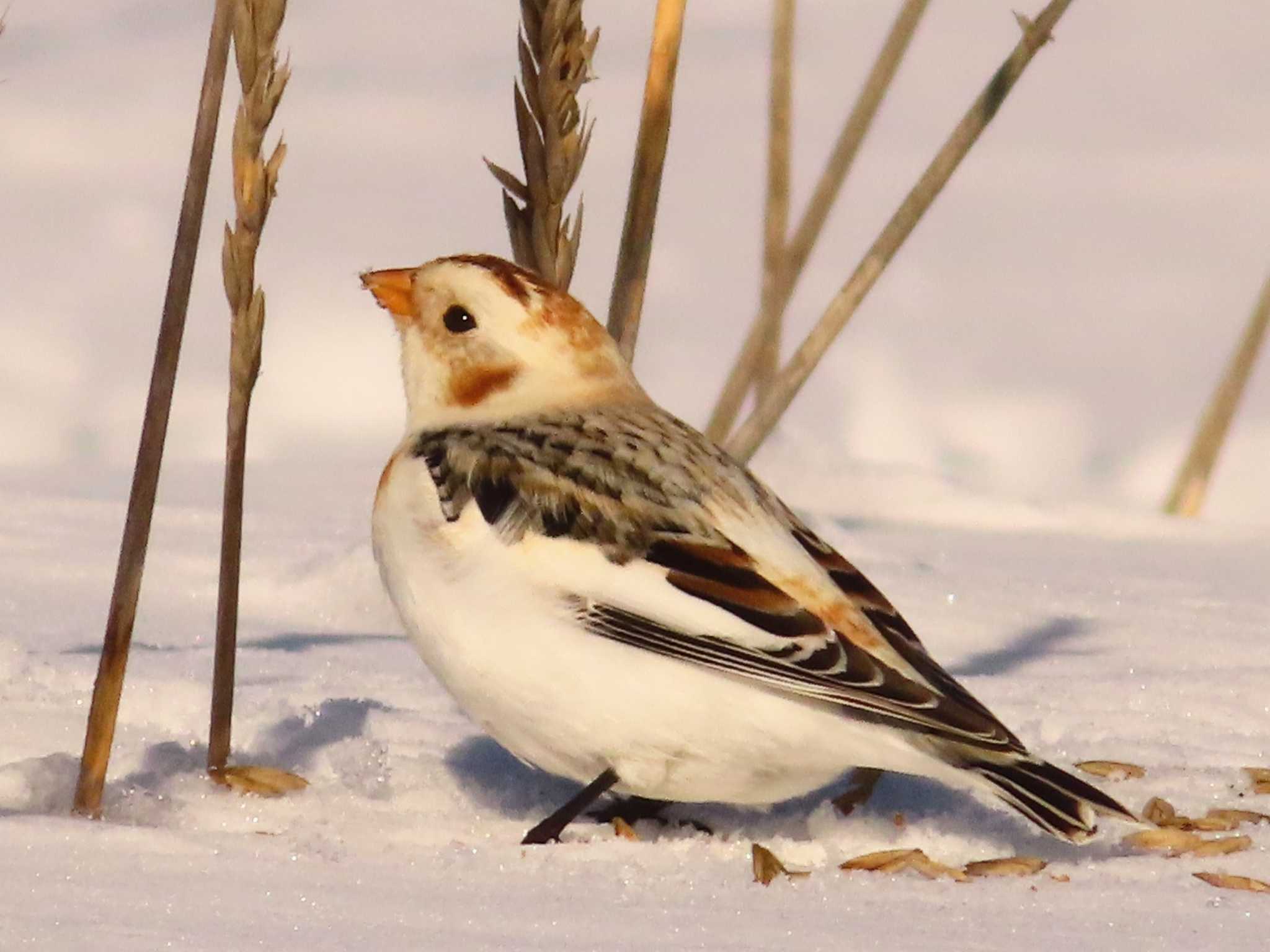 Snow Bunting