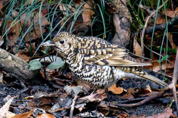 White's Thrush Kodomo Shizen Park Sun, 3/24/2024