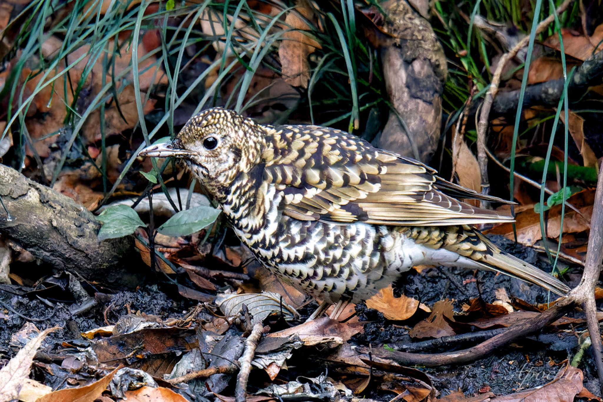 White's Thrush