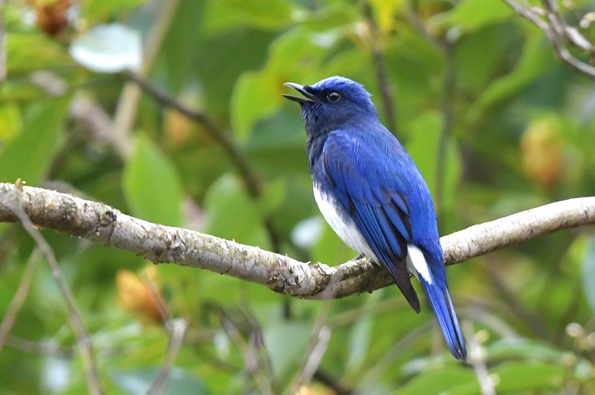 Photo of Blue-and-white Flycatcher at 油山市民の森 by にょろちょろ