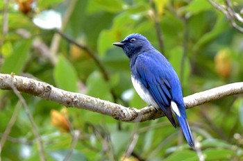 Blue-and-white Flycatcher 油山市民の森 Thu, 4/11/2024