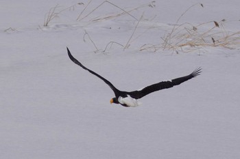 Steller's Sea Eagle 石狩川 Sat, 3/16/2024