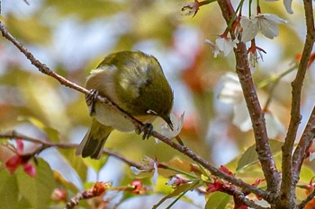 Warbling White-eye 山口県下松市笠戸島 Wed, 4/10/2024