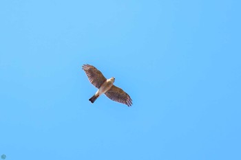 Japanese Sparrowhawk Koishikawa Botanic Garden Sat, 3/16/2024