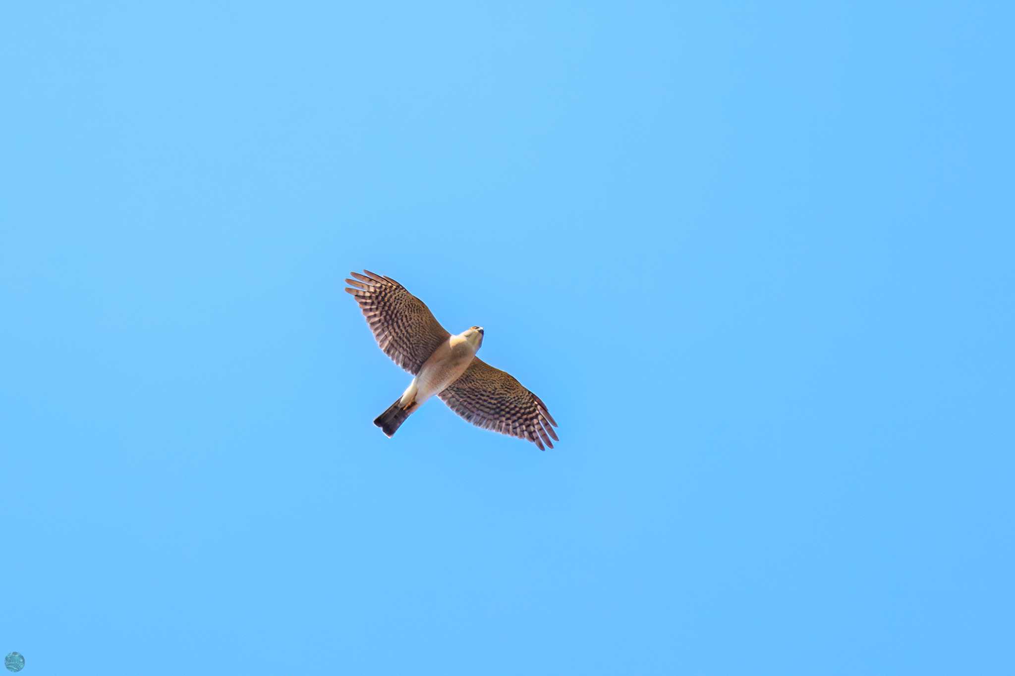 Japanese Sparrowhawk