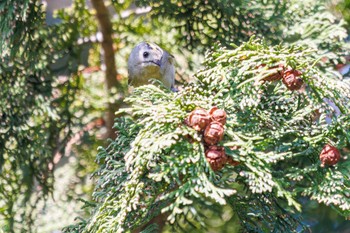 キクイタダキ 小石川植物園 2024年3月16日(土)