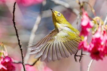 Warbling White-eye Koishikawa Botanic Garden Sat, 3/16/2024