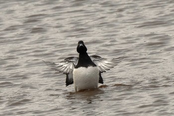 Tufted Duck 札幌モエレ沼公園 Fri, 4/12/2024