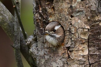 Japanese Pygmy Woodpecker Rokuha Park Thu, 4/11/2024