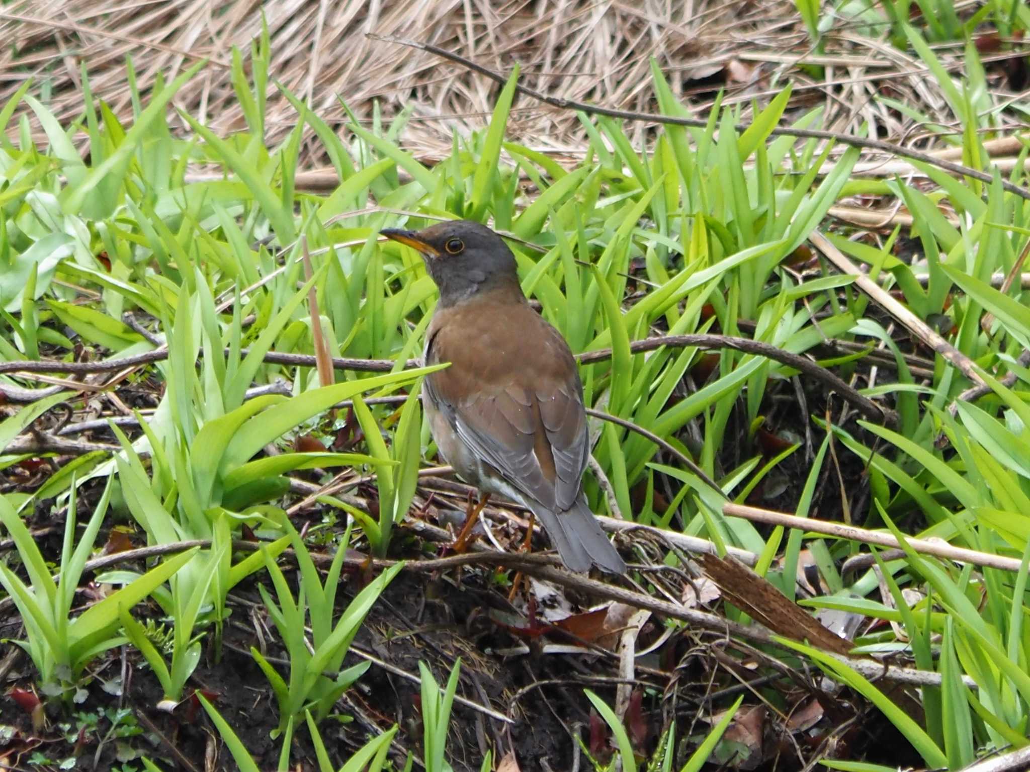 Photo of Pale Thrush at 東京都 by アカウント8018