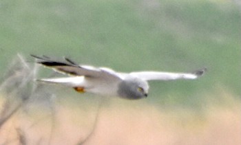 Hen Harrier 利根川 Wed, 4/3/2024