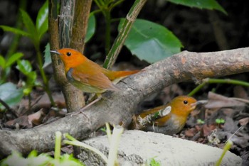 Japanese Robin 大阪市内 Thu, 4/11/2024