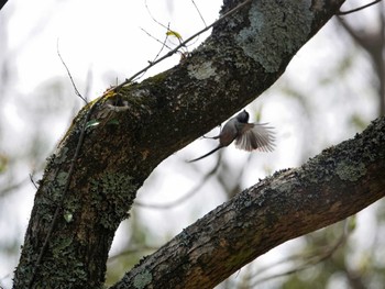 エナガ 稲佐山公園 2024年4月12日(金)