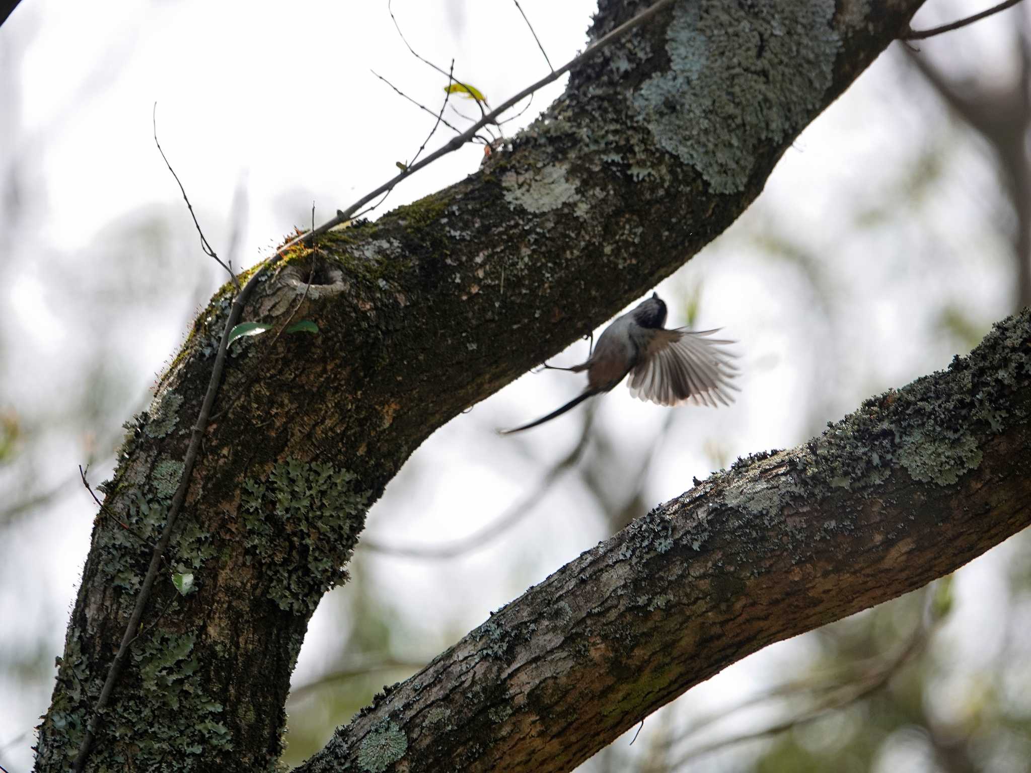 Photo of Long-tailed Tit at 稲佐山公園 by M Yama