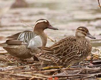 シマアジ 見沼自然公園 2024年4月12日(金)