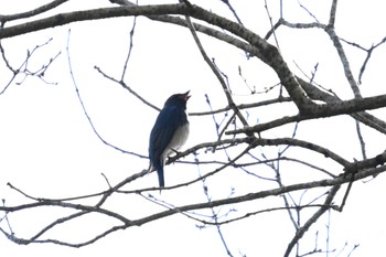 Blue-and-white Flycatcher 太白山自然観察の森 Fri, 4/12/2024