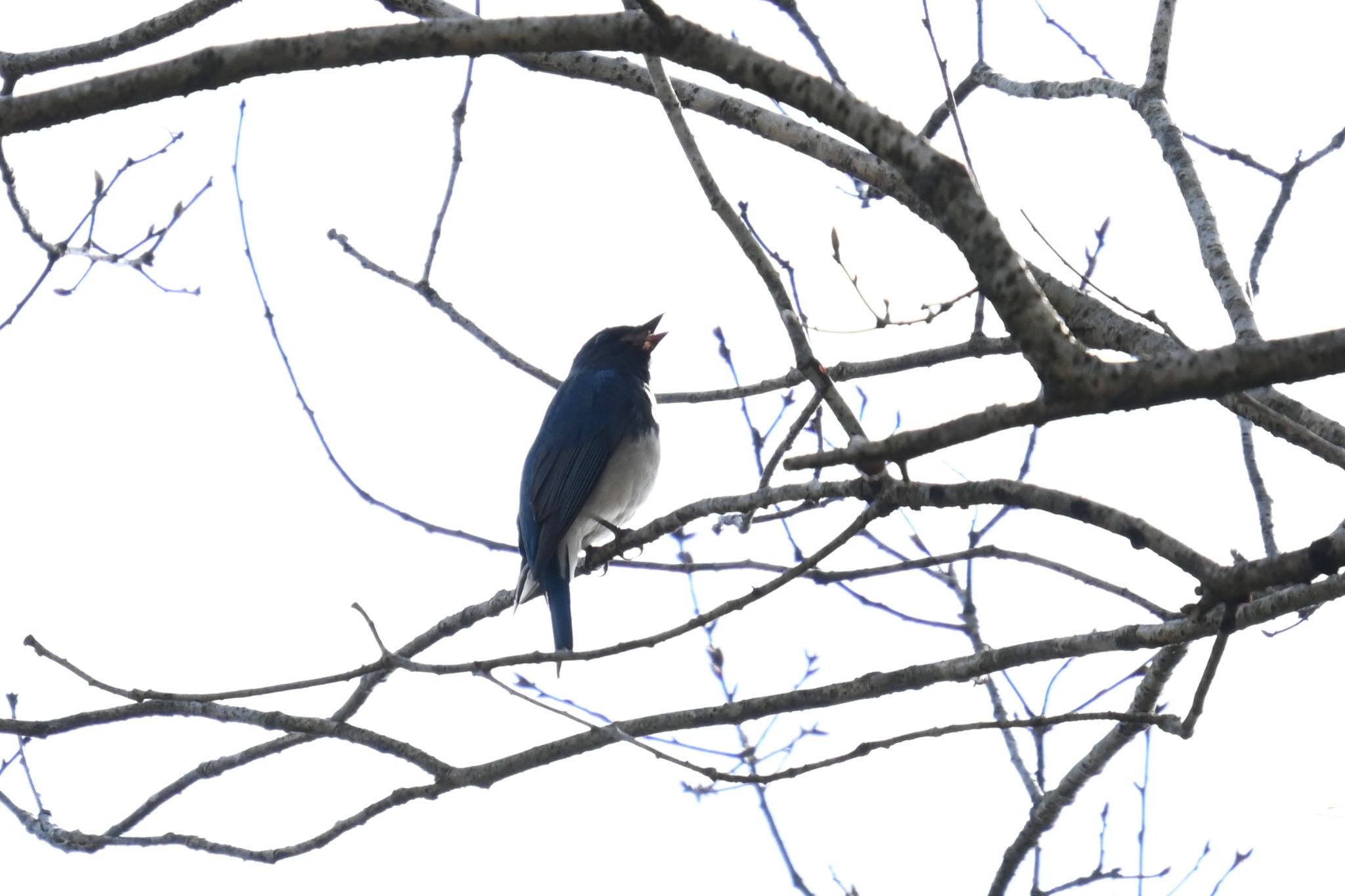 Photo of Blue-and-white Flycatcher at 太白山自然観察の森 by ＭＡＲＵ。