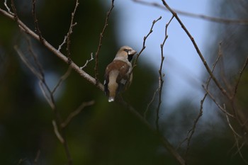 Hawfinch 太白山自然観察の森 Fri, 4/12/2024