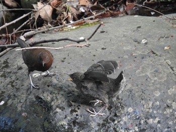 カワガラス 養老公園 2024年4月12日(金)