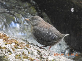 Brown Dipper 養老公園 Fri, 4/12/2024